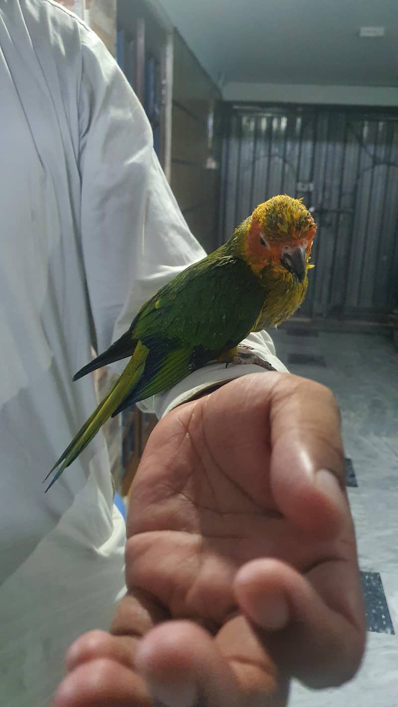Sunconour 2