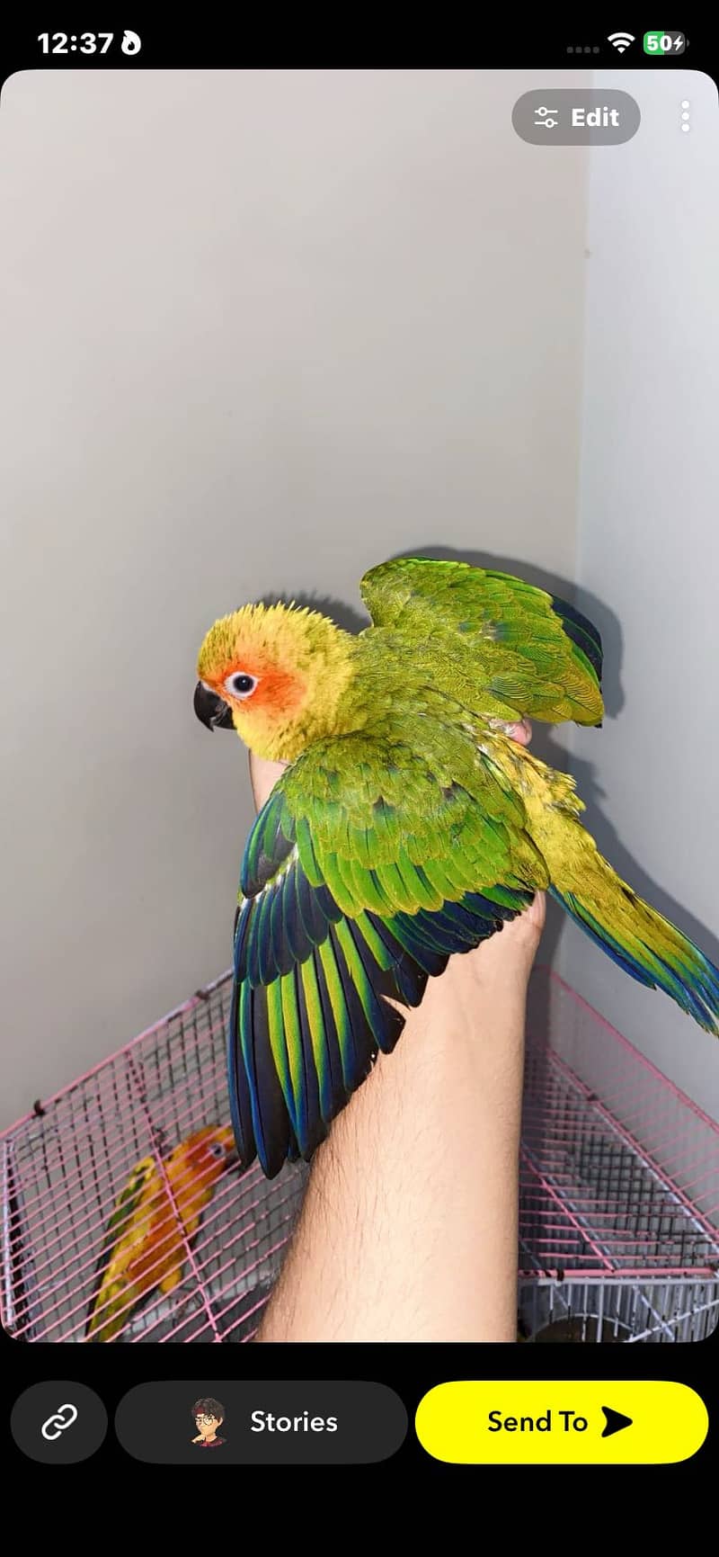 Sun Conure self 0