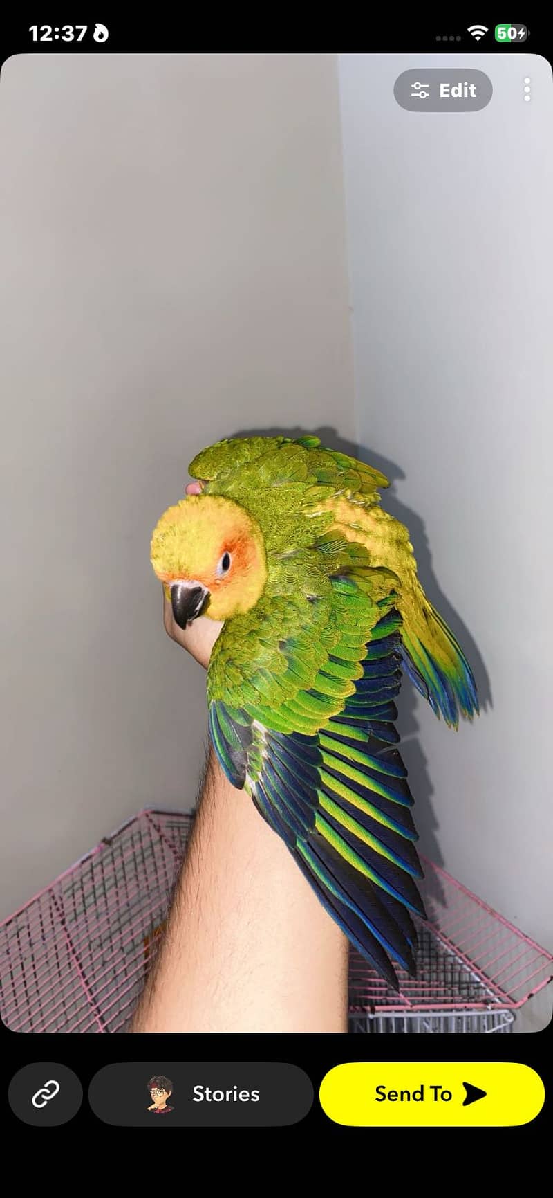 Sun Conure self 1