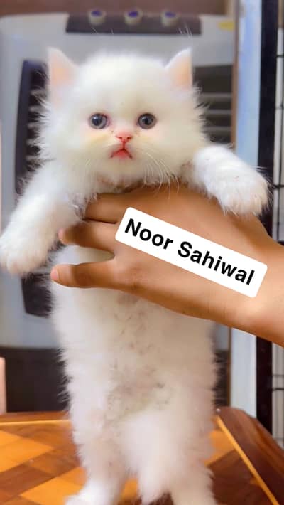 Persian Kittens