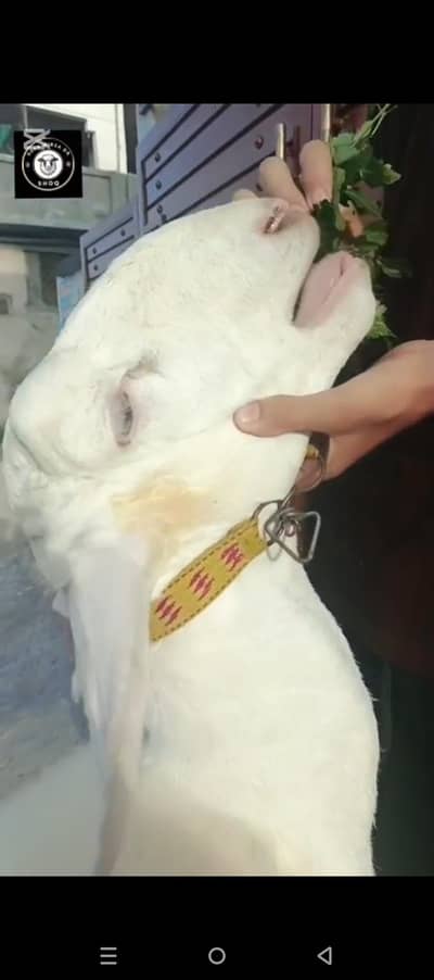 Pure Talagangi breed