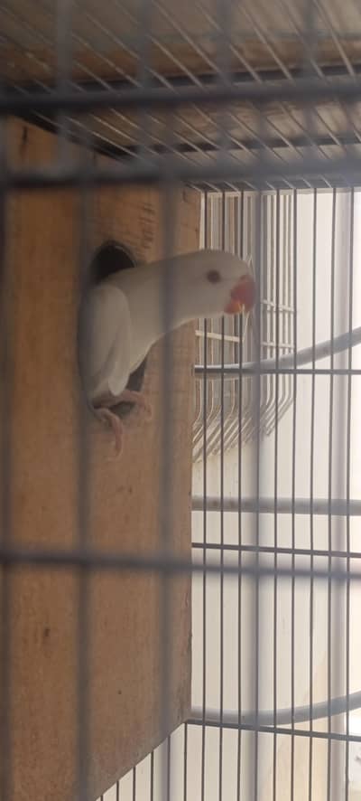 White Ringneck chicks