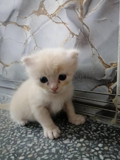 Persian kitten for sale triple coated
