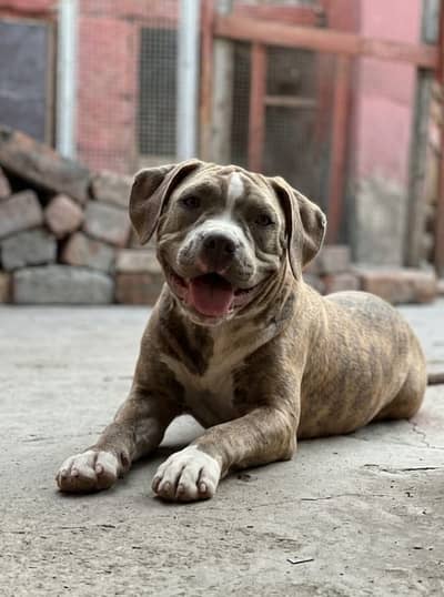 American bully female pup