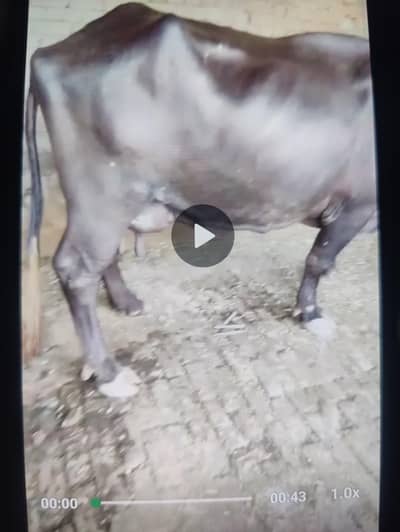 dair farm for sale