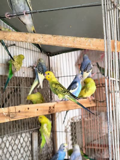 Budgie | Australian Parrot | Budgie Patha