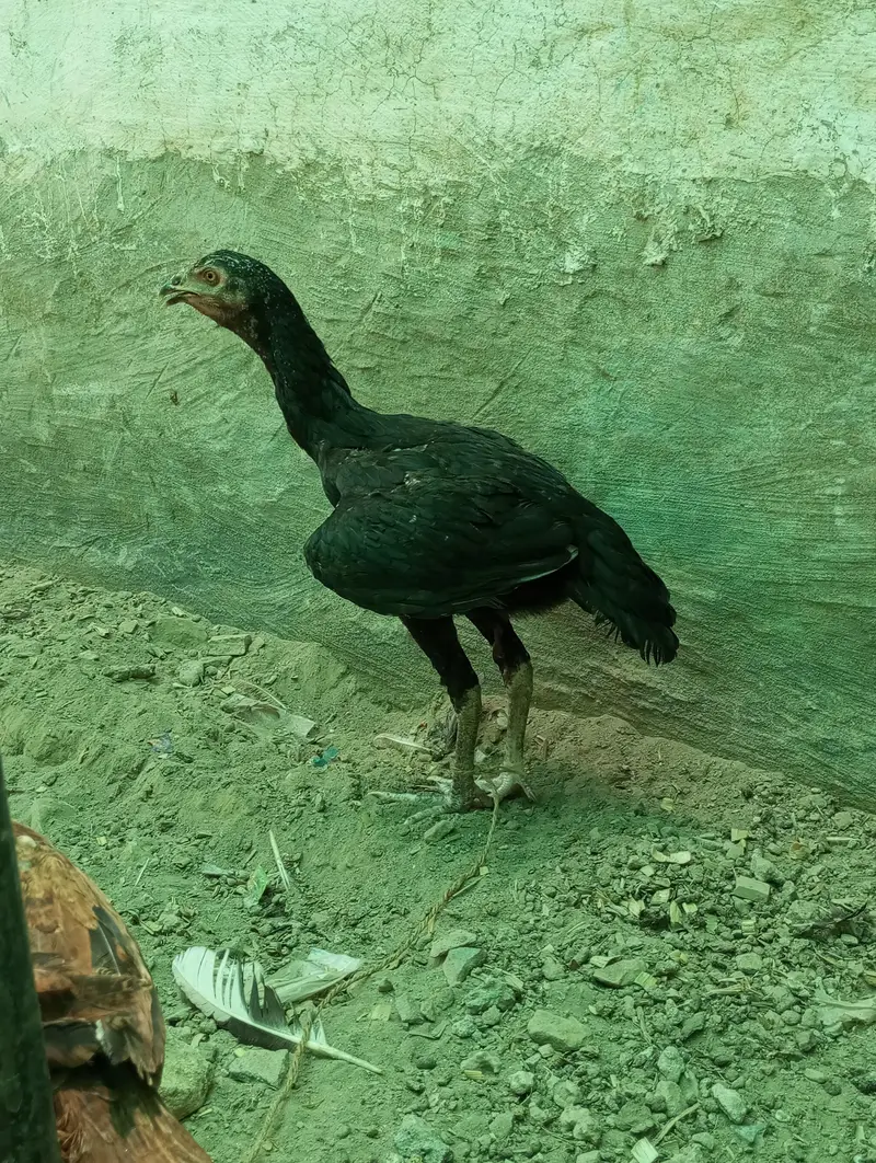 Ghar ka pala aseel patha — photo 2