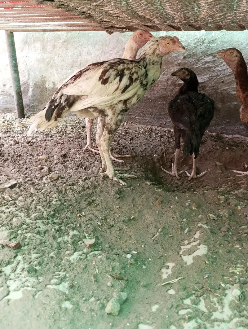 Ghar ka pala aseel patha — photo 4