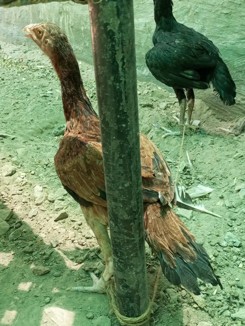 Ghar ka pala aseel patha — photo 5