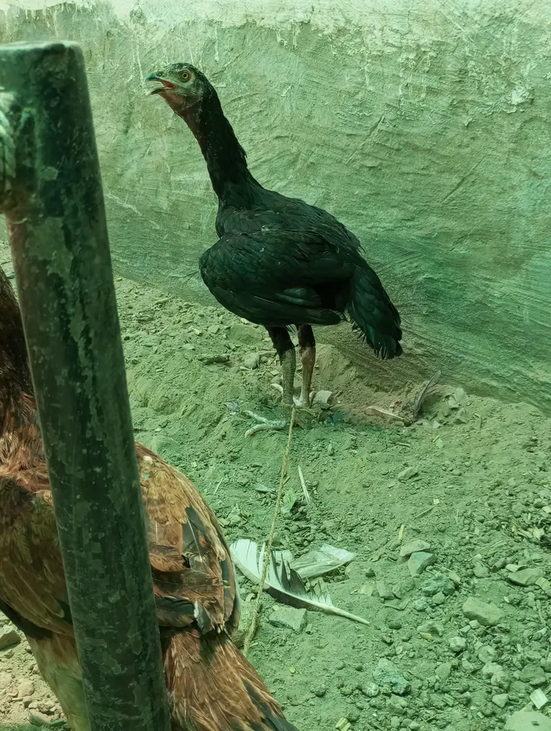 Ghar ka pala aseel patha — photo 11