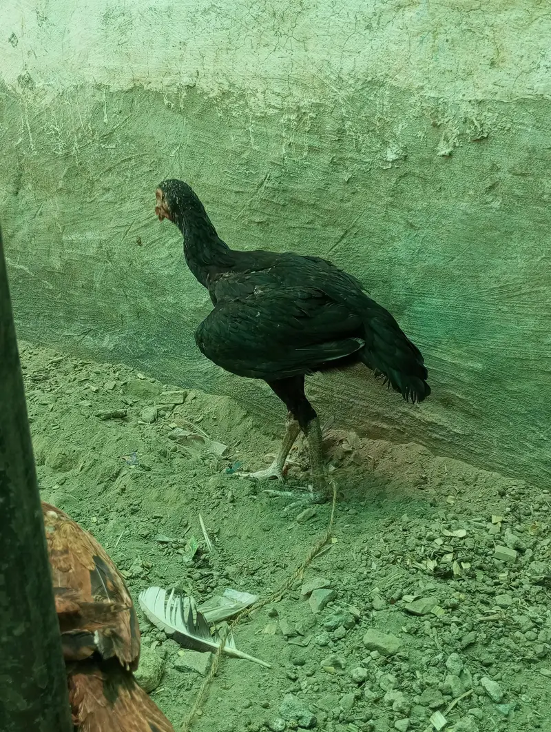 Ghar ka pala aseel patha — photo 12