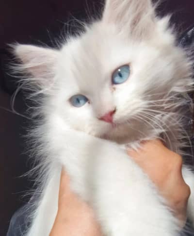 persian cats 20000 for all five