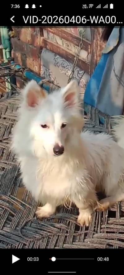 Russian dog for sale