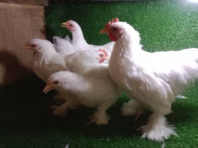 White Bentum Chick