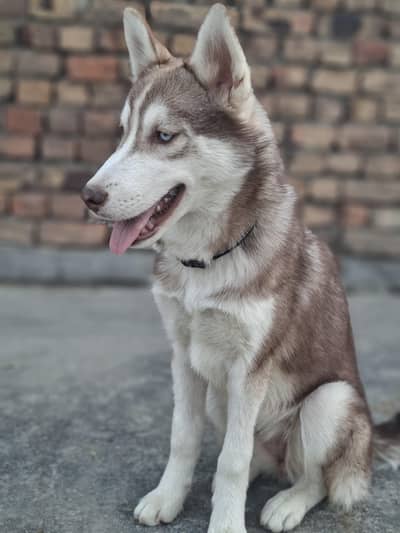 Husky