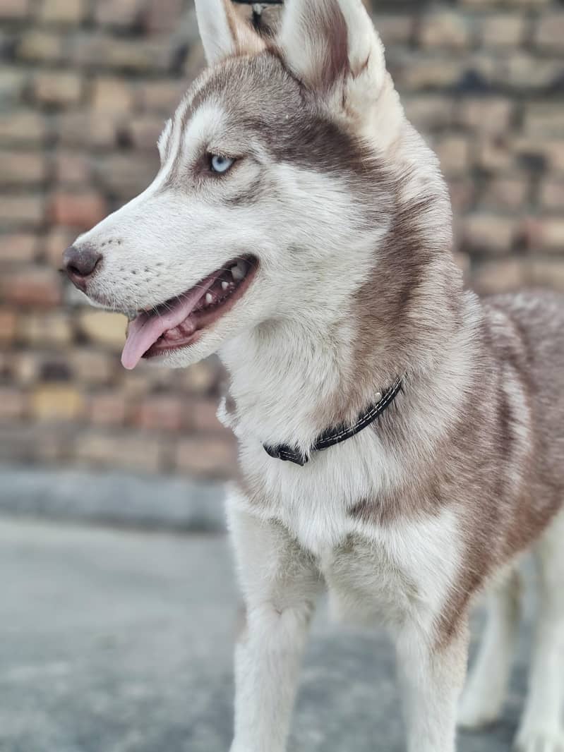 Husky 1