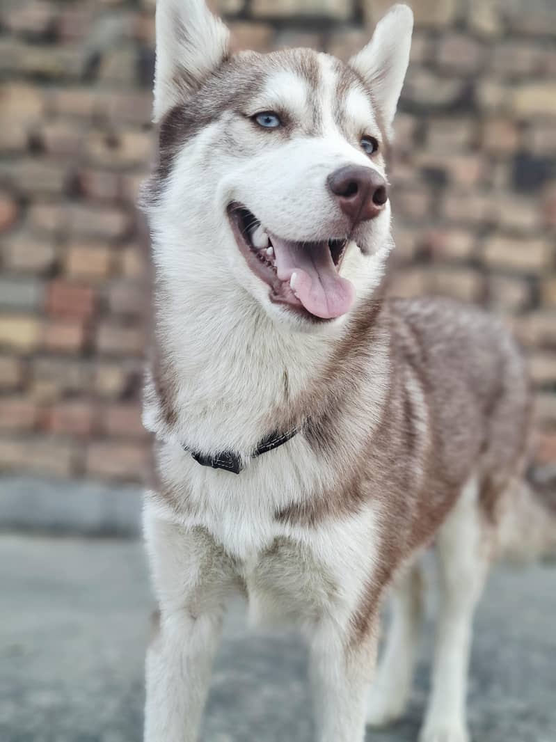 Husky 2