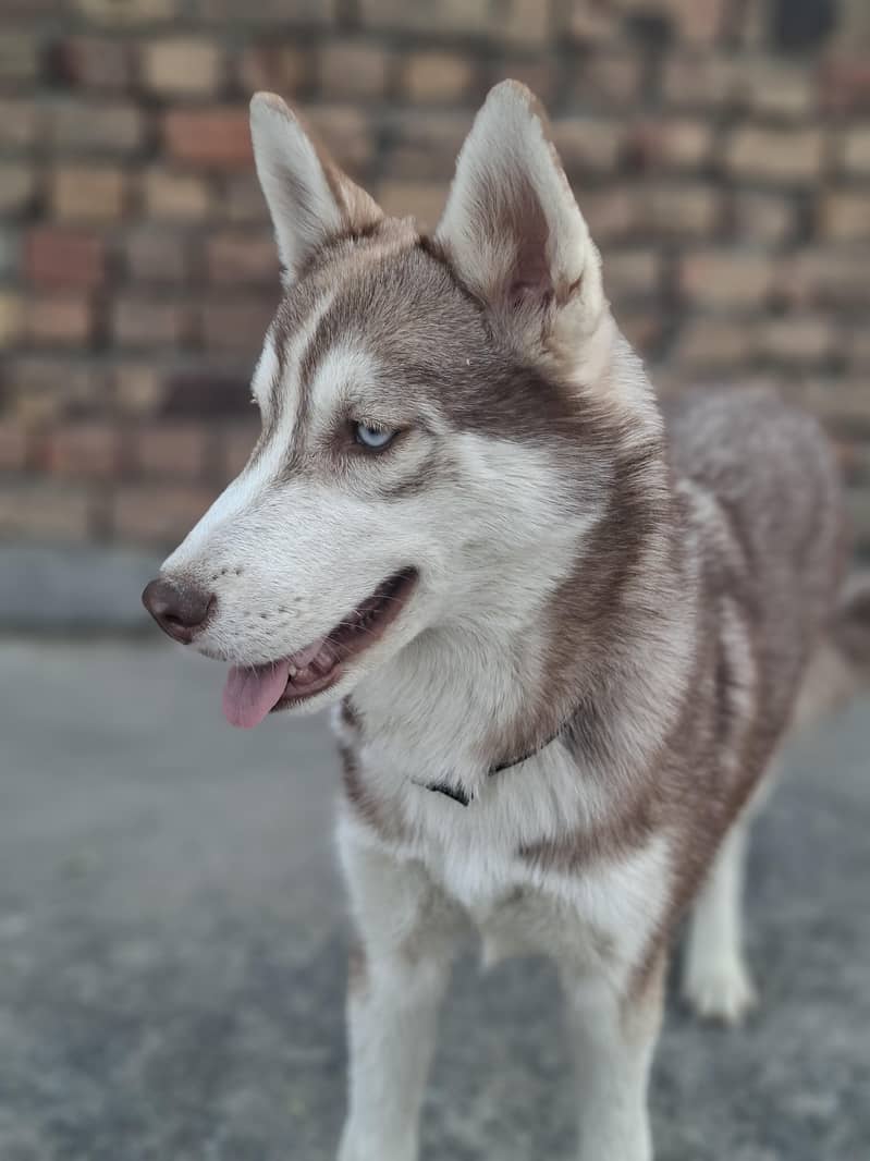 Husky 3
