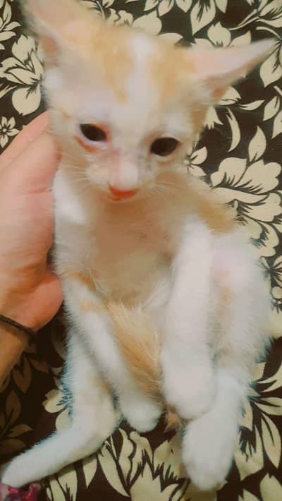 Baby cats