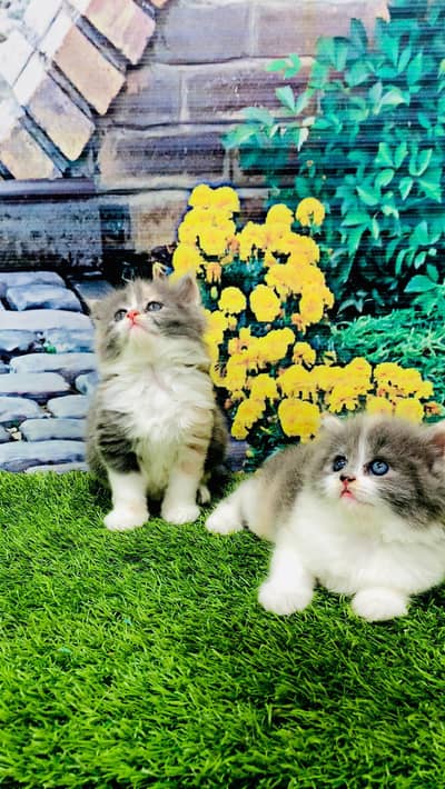 cash on deliveryPersian Punch face triple coat cat Kitten