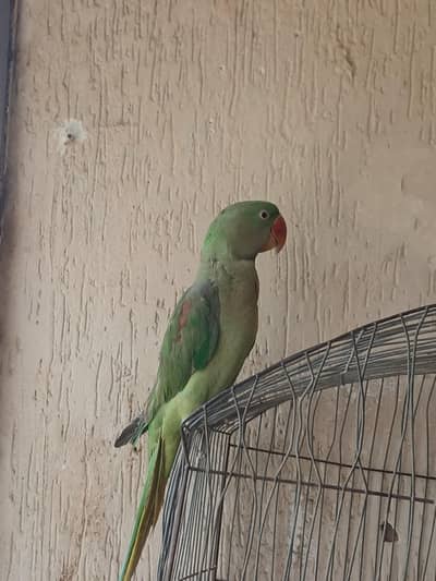 KASHMIRI PAHARI MALE