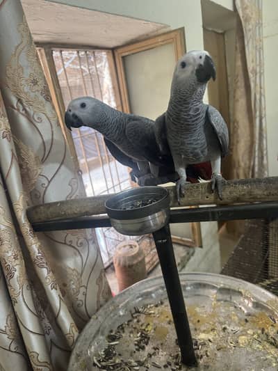 African Grey