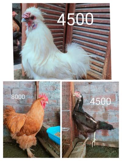 BUFF M, SILKIE M, ASEEL 2F