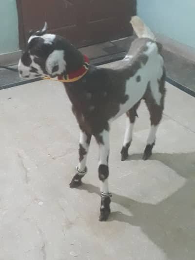 *tota pori bakra 3.5 month | male goat | Desi bakra |بکرا*