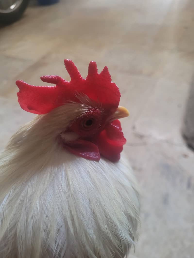 fancy hen. 0