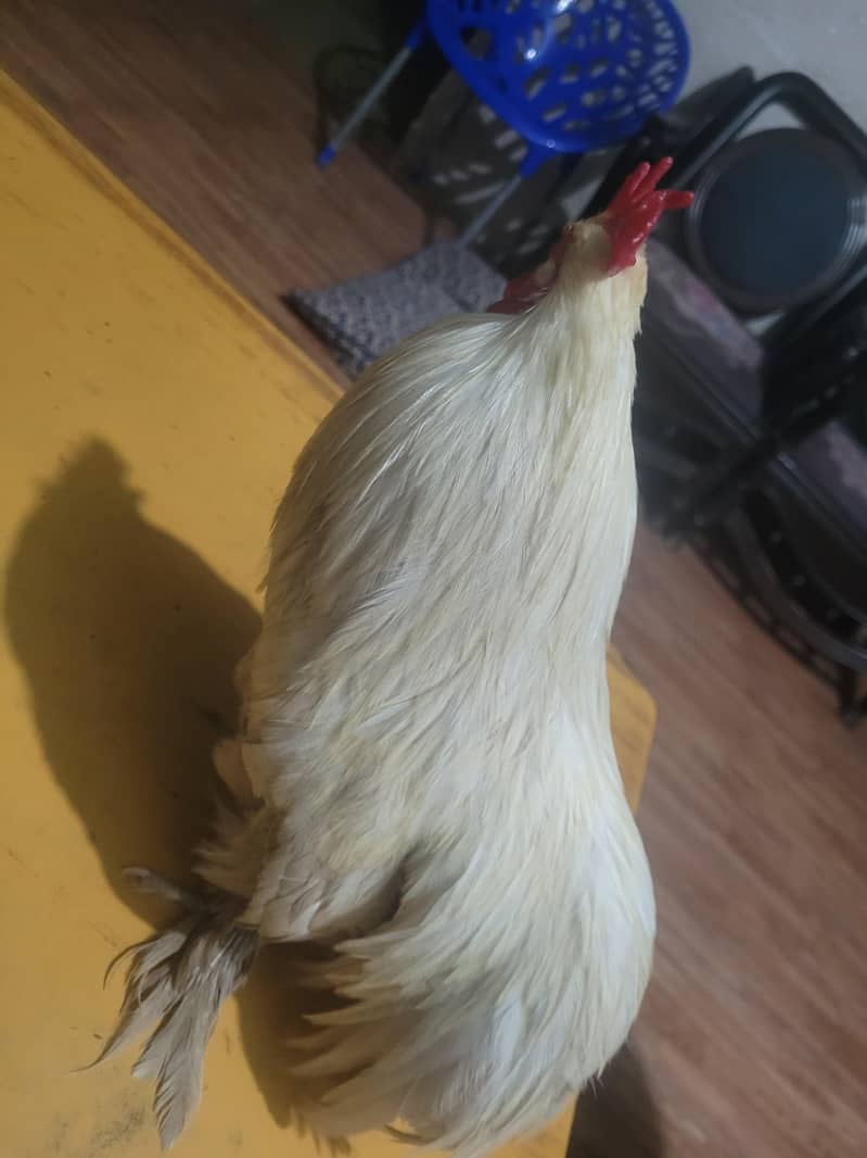 fancy hen. 1