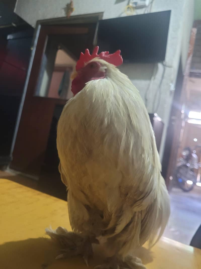 fancy hen. 2