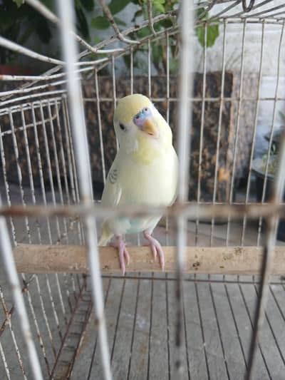 Rainbow Budgies Breeder Pair