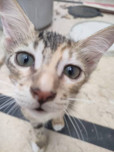 Beautiful & Playful Tri-Color Kitten for Free Adoption (Karachi)