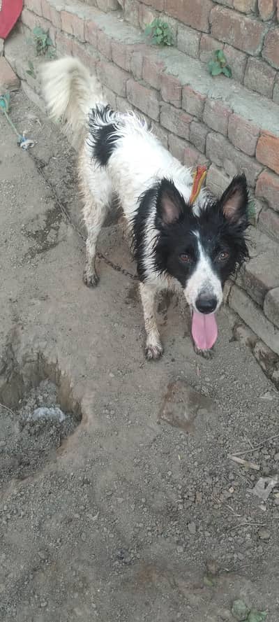 alsesion bred  guardian dog for sale