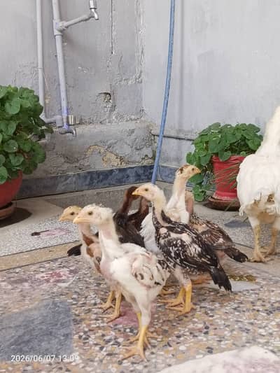 Aseel chicks for sale