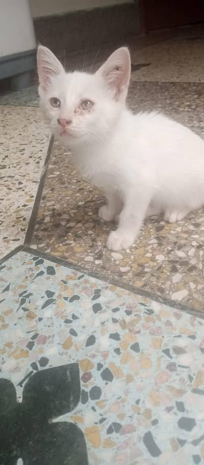 cat sell