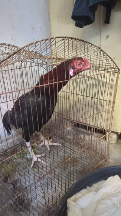 Aseel Thai Barhmi Urgent sale.