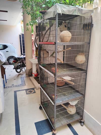 Birds with cage