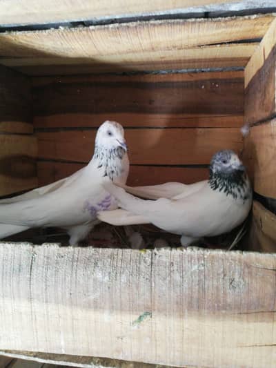 Cross pairs For sale