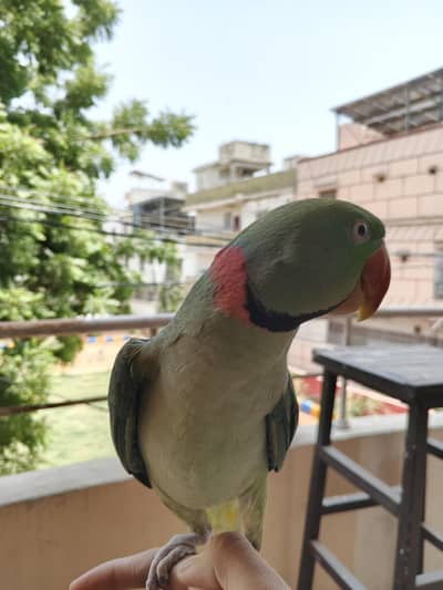 phari/kashmiri green parrot