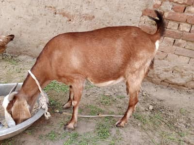 3 bacho wali bakrii bohat achi ha sub Kuch khati ha price 35000