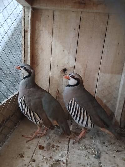 Pakistan National Bird Chackor