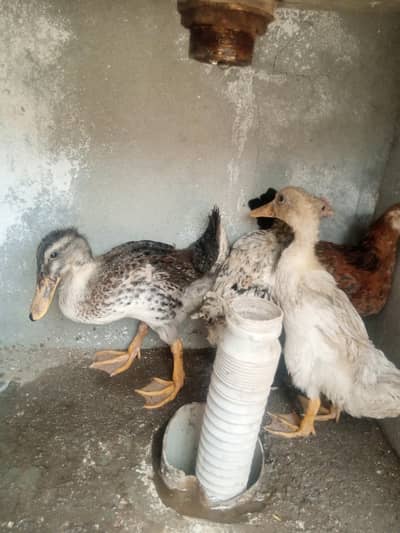 Duck chicks' Ducklings' desi chicks ' ghar ke pale huwe he