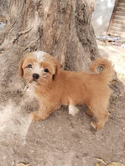 shih tzu puppy