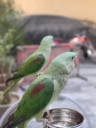 raw parrot for sale