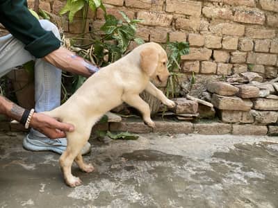 Labrador puppy