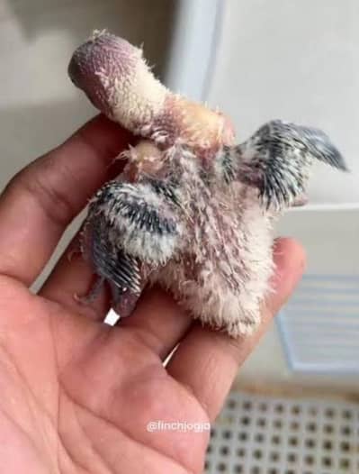 lovebird chick available for handfeed  only 500