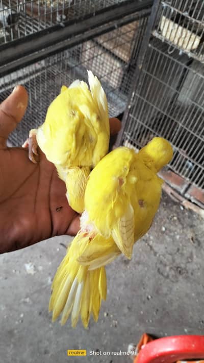 red eye yellow ringneck  babys