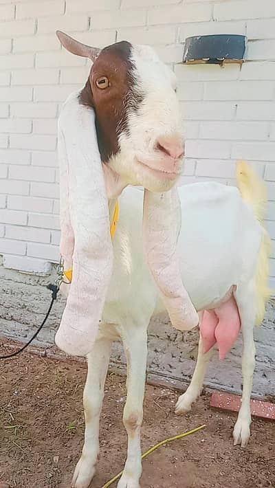 gulabi bakri for sale 4 danth