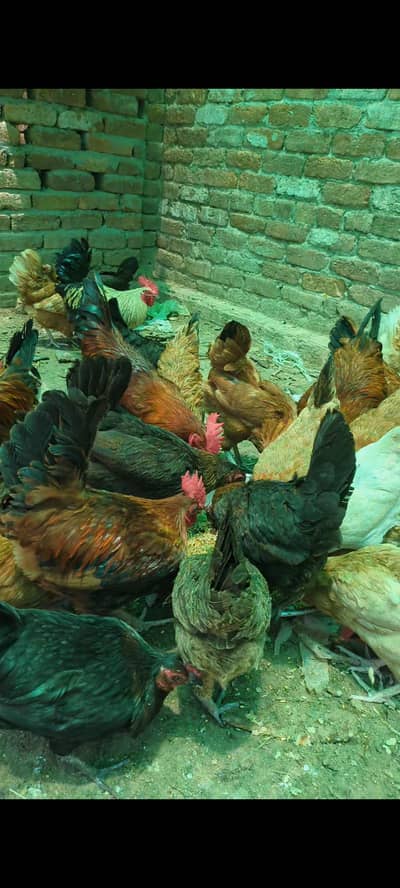 Desi Golden Misri Ghr Main Pali hui